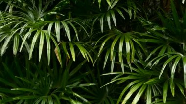 Orman ormanı ekvator ikliminde parlak, sulu, egzotik tropikal yeşiller. Sıra dışı bitki yaprakları sallanan bir arka plan. Sulu yapraklı doğal doku. Palmiye yaprağında güneş ışığı