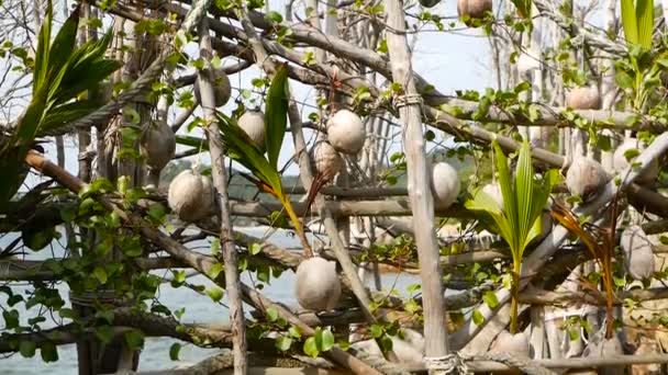 椰子生长作为装饰在花园里。异国情调的热带椰子挂在棕榈树上, 绿叶被太阳照亮。前往帕岸岛海滩的方式. — 图库视频影像