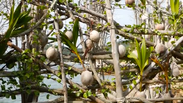 Noix de coco poussant comme décoration dans le jardin. Noix de coco exotiques tropicales suspendues sur les paumes avec des feuilles vertes éclairées par le soleil. Chemin vers la plage de Koh Phangan . — Video