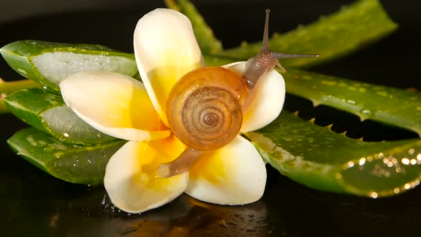 Mollusk walking on aloe vera leaf isolated, black background with frangipani plumeria tropical flower. Snail Serum moisturize cosmetic, beauty spa concept. macro closeup, soft focus. Mucus secretion — Stock Video