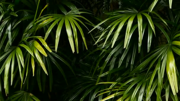 Verduras tropicales exóticas jugosas brillantes en el clima ecuatorial de la selva. Antecedentes con follaje vegetal inusual balanceo. Textura natural con hojas jugosas. La luz del sol en la hoja de palma — Vídeo de stock