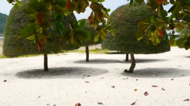 Olağandışı egzotik ağaçlar, yeşil Hindistan cevizi avuç içi tropikal Koh Samui adasının mükemmel beyaz kum üzerinde. Malibu Beach manzara. Cennet gibi güneşli gün, Chaloklum defne. Popüler seyahat hedef. Tatil kavramı