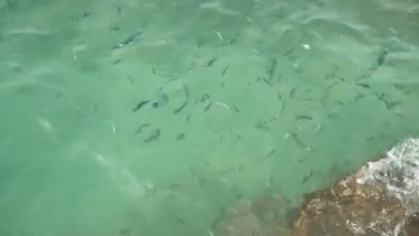 여름 날에 아래 산호초와 투명 한 맑고 푸른 파급 바다 표면 위. 이국적인 열 대 상사 메이저 또는 pintano 수 중 물고기의 학교. 자연 바다 물 질감 배경 — 비디오