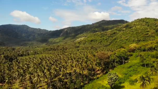 Vista aérea del dron isla paisaje, plantaciones de palma de coco, Tailandia. Escena paradisíaca idílica natural. Montaña colina, selva tropical exótica salvaje selva verde. Deforestación daños ambientales — Vídeos de Stock