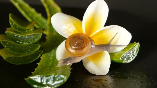 Mollusk promenader på aloe vera blad isolerade, svart bakgrund med frangipani plumeria tropisk blomma. Snigel Serum återfuktar kosmetiska, skönhet spa koncept. makro närbild, mjukt fokus. Slem sekretion — Stockvideo