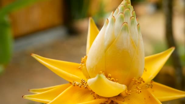 Belle fleur jaune dans le jardin. Vue macro rapprochée de la banane naine chinoise sur fond naturel flou. focus sélectif . — Video