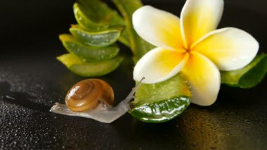 Aloe vera üzerinde yürüme yumuşakça izole, siyah arka plan ile frangipani plumeria tropikal çiçek yaprak. Salyangoz Serum kozmetik, güzellik spa konsept nemlendirir. makro tatlı, yumuşak odak. Mukus salgısı