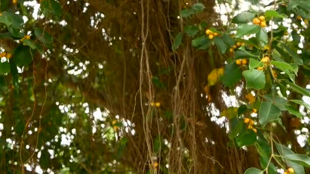 Hnědá dlouhá vzdušné kořeny velkých indických banyan Tree visí dolů v slunci a větru. Zelené listy s žluté ovoce a bokeh, rozmazané kopie prostoru. Přírodní pozadí abstraktní. Tropické džungle Les — Stock video