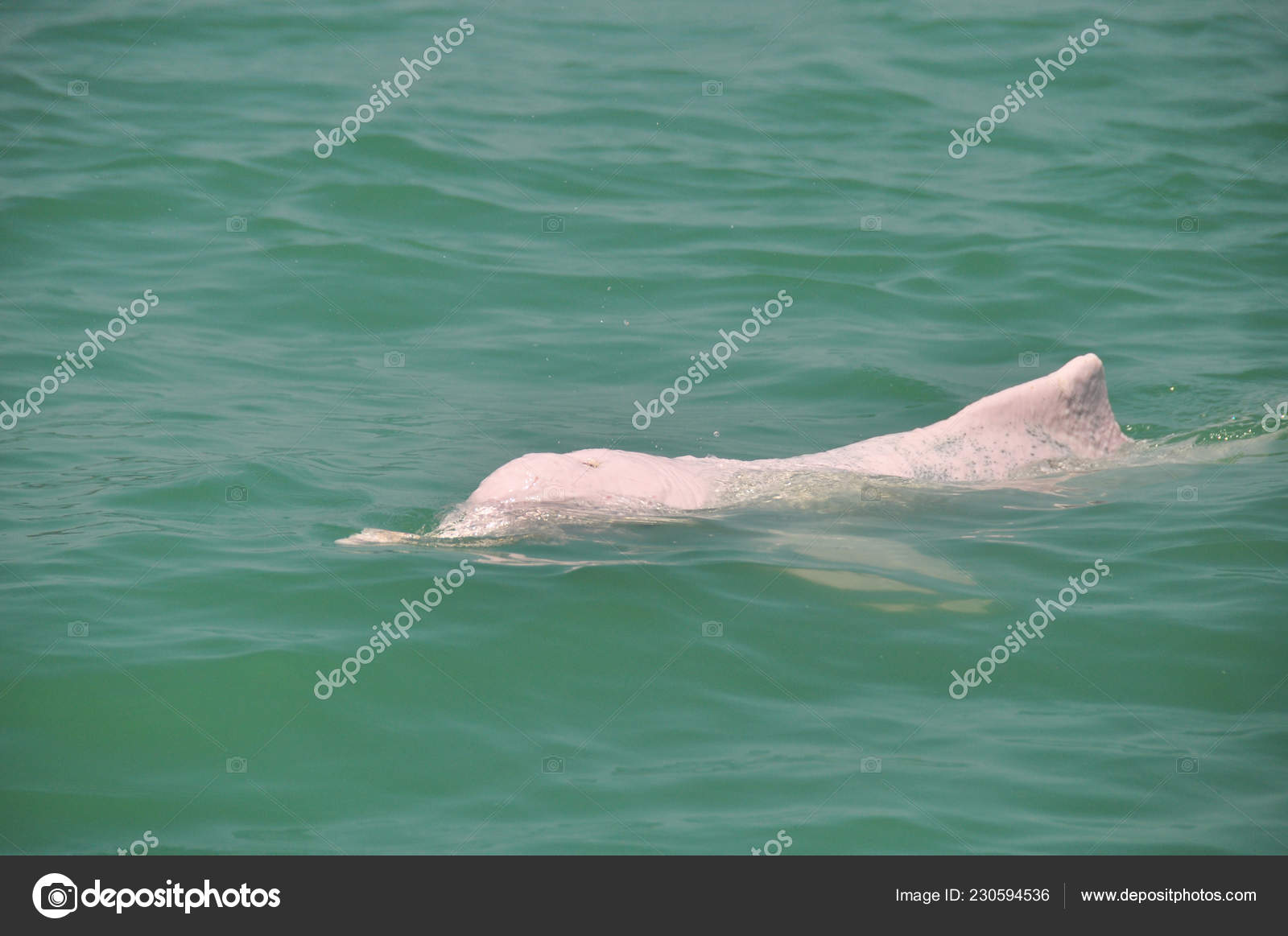 Dauphin Rose Images Libres De Droit Photos De Dauphin Rose Depositphotos