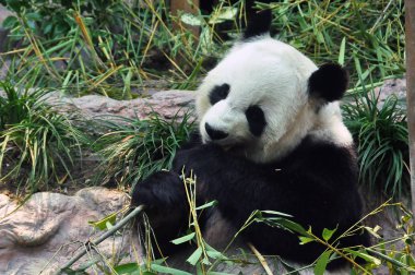 Büyüleyici korunmuş Park zeminde oturma ve Bambu stick yeme ayı panda. Sevimli panda Bambu stick bahçede yemek