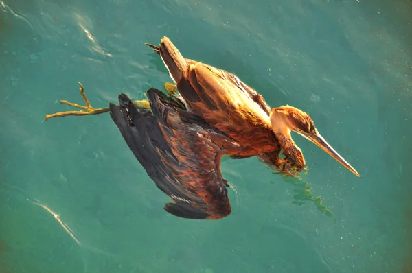 From above shot of brown heron swimming in crystal clear blue water in sunlight. Brown heron swimming in blue water.