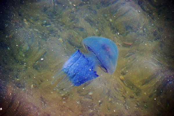 Vista Las Majestuosas Medusas Color Azul Brillante Movimiento Nadar Bajo — Foto de Stock