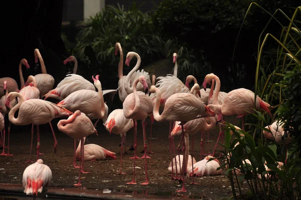 Zobacz Duże Stado Dzikich Wdzięku Różowe Flamingi Stoczni Piękny Różowy — Zdjęcie stockowe