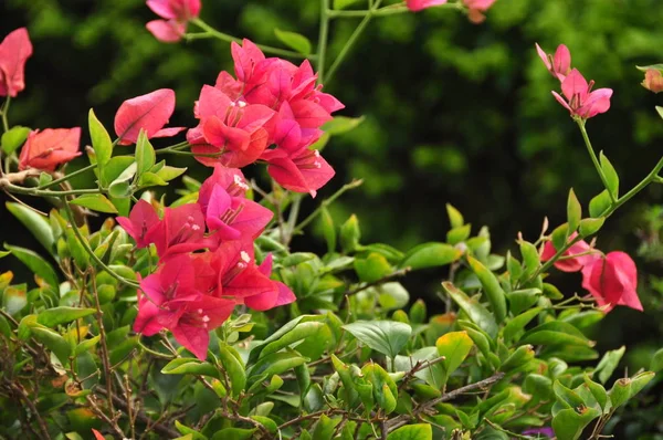 Grön Frodig Buske Med Ljust Rosa Blommor Som Blommar Dagsljus — Stockfoto