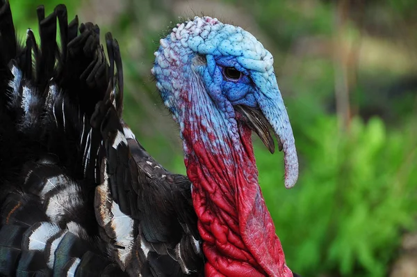 Zijaanzicht Van Prachtige Veelkleurige Turkije Zangvogels Buiten Groen Gebladerte Veelkleurige — Stockfoto