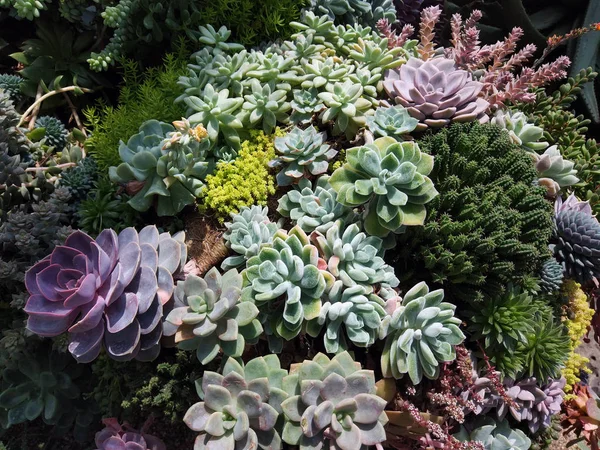 Beautiful bushes of colorful succulent plants in soft light . Colorful growing succulents in bunch