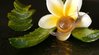 Aloe vera üzerinde yürüme yumuşakça izole, siyah arka plan ile frangipani plumeria tropikal çiçek yaprak. Salyangoz Serum kozmetik, güzellik spa konsept nemlendirir. makro tatlı, yumuşak odak. Mukus salgısı
