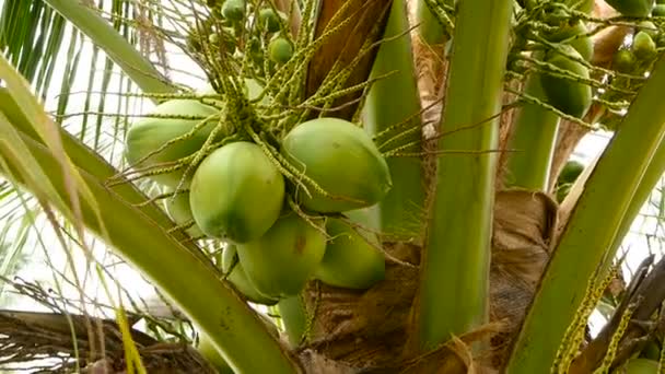 Крупный план экзотических зеленых пальмовых листьев с кластером молодых свежих круглых кокосовых фруктов с молоком внутри. Естественная текстура. Тропический символ. Летнее вечнозеленое растение. Здоровое органическое вегетарианское питание — стоковое видео