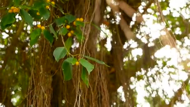 Brun longues racines aériennes de grand banyan indien accroché au soleil et au vent. Feuilles vertes aux fruits jaunes et bokeh, espace de copie flou. Contexte abstrait naturel. Forêt tropicale de jungle 