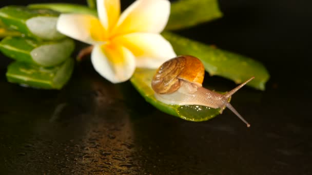 Molusco caminhando na folha de aloe vera isolado, fundo preto com flor tropical plumeria frangipani. Snail Serum hidratar cosmético, conceito spa de beleza. macro close-up, foco suave. Secreção do muco — Vídeo de Stock