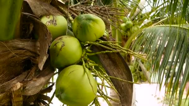 Närbild av exotiska gröna Palm lämnar med kluster av unga färsk runda kokos frukt med mjölk inuti. Naturliga textur. Tropiska symbol. Sommaren vintergröna växter. Hälsosam ekologisk vegetarianmat — Stockvideo