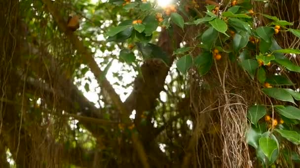 日光と風にぶら下がっている大きなインド バンヤン ツリーの茶色の長い空中根 緑の葉と黄色の果実とボケ味は ぼやけたコピー スペース 自然の抽象的な背景 熱帯のジャングルの森 — ストック動画