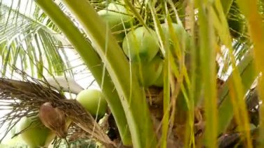 Egzotik yeşil palmiye ağacı Close-up küme genç taze yuvarlak Hindistan cevizi meyve süt içinde bırakır. Doğal doku. Tropikal sembolü. Yaz herdem yeşil bitki. Sağlıklı organik sebzeli yemekler