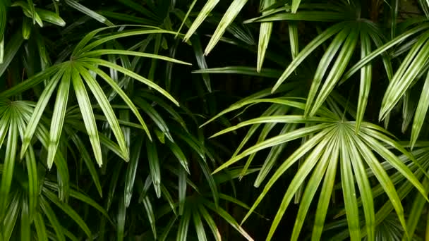 ジャングルの森赤道気候で鮮やかなジューシーなエキゾチックな熱帯緑。異常な植物の葉が揺れる背景。ジューシーな葉で自然な食感。ヤシの葉の上で日光 — ストック動画