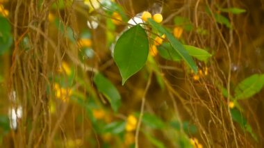 Kahverengi uzun hava kökleri büyük Hint banyan ağacı güneş ve rüzgar sarkıyordu. Yeşil sarı meyve ve bokeh, bulanık kopya alanı ile bırakır. Doğal arka plan. Tropikal orman orman