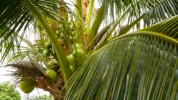 Close-up van exotische groene palm tree bladeren met cluster van jonge verse ronde kokosnoot fruit met melk binnen. Natuurlijke textuur. Tropische symbool. Zomer groenblijvende plant. Gezonde biologische vegetarisch voedsel — Stockvideo