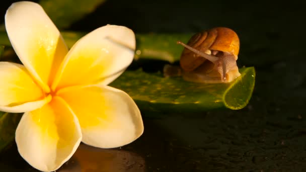 Měkkýš chůze na aloe vera listy, izolované, černé pozadí s tropické květ plumeria frangipani. Šnek sérum hydratuje kosmetické, beauty spa koncept. makro detailní, měkké zaostření. Sekrece hlenu — Stock video