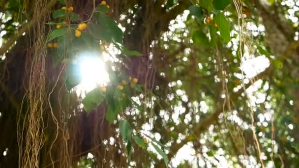 Braune lange Luftwurzeln eines großen indischen Banyanbaums, die in Sonnenlicht und Wind herabhängen. grüne Blätter mit gelben Früchten und Bokeh, verschwommener Kopierraum. natürlichen abstrakten Hintergrund. tropischer Dschungel — Stockvideo