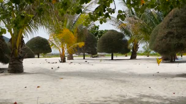 Szokatlan egzotikus fák, zöld kókuszdió tenyerét a tökéletes fehér homokos trópusi Koh Phangan-sziget. Malibu Beach táj. Idilli napsütéses napon, a Chaloklum-öbölben. Népszerű úti cél. Nyaralás koncepció — Stock videók