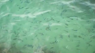 Şeffaf masmavi dalgalanan deniz yüzeyi ile bir yaz gününde mercan yukarıda. Okul pintano balık suyun altında veya egzotik tropik Başçavuş. Doğal okyanus su doku arka plan
