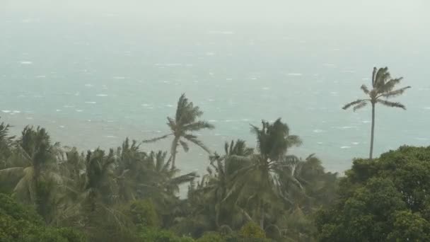 Paisaje costero durante huracán de desastres naturales. Fuertes vientos ciclónicos balancean las palmeras de coco. Tormenta tropical pesada — Vídeo de stock