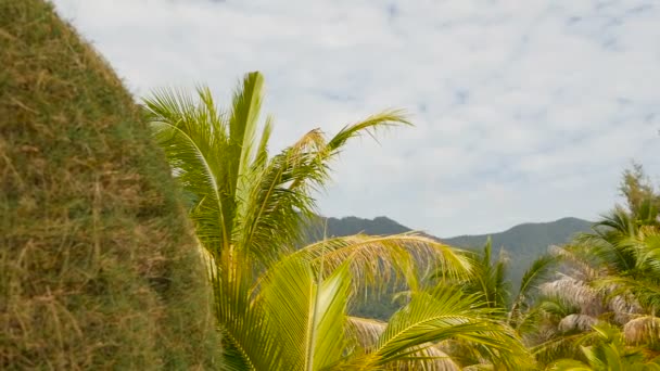 パンガン島の熱帯の島に異常なエキゾチックな木々、緑の椰子の木。マリブ ビーチの風景です。牧歌的な晴天の日 Chaloklum 湾。人気の旅行先。休暇の概念. — ストック動画