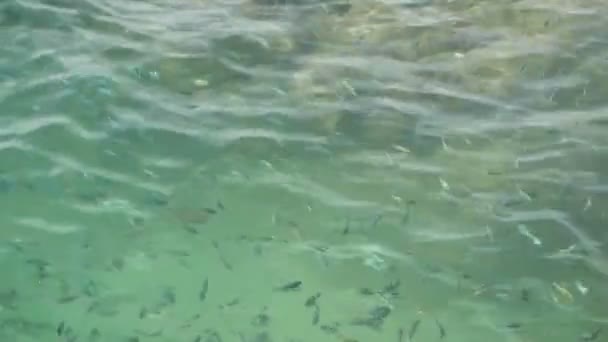 Above transparent clear blue rippling sea surface with coral reef below on a summer day. School of exotic tropical sergeant major or pintano fish underwater. Natural ocean water texture background — Stock Video