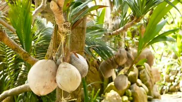 Cocos creciendo como decoración en el jardín. Cocos tropicales exóticos colgando de palmeras con hojas verdes iluminadas por el sol. Camino a la playa en Koh Phangan . — Vídeos de Stock