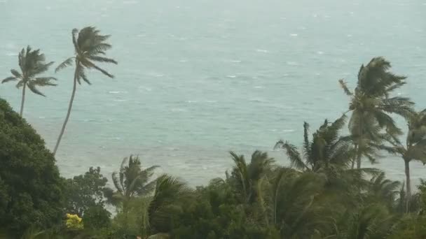 Seaside landskapet under naturkatastrofer orkan. Stark cyklon vind gungar kokospalmer. Tunga tropiska stormen — Stockvideo