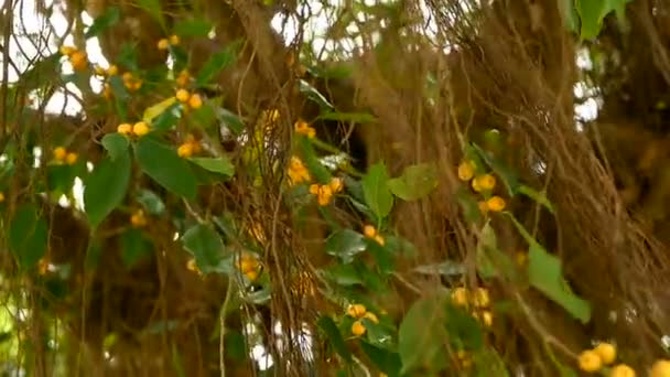 Bruine lange luchtwortels van grote Indiase Banyanboom opknoping neer in het zonlicht en wind. Groene bladeren met gele vruchten en bokeh, wazig kopie ruimte. Natuurlijke abstracte achtergrond. Tropische jungle bos — Stockvideo