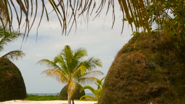 Ungewöhnliche exotische Bäume, grüne Kokospalmen auf dem perfekten weißen Sand der tropischen Insel Koh Phangan. malibu Strandlandschaft. idyllischer sonniger Tag, Chalklum Bay. Beliebtes Reiseziel. Urlaubskonzept — Stockvideo