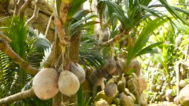 Coconuts growing as decoration in garden. Exotic tropical coconuts hanging on palms with green leaves lit by sun. Way to the beach on Koh Phangan. — Stock Video