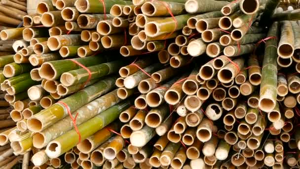 Des paquets ronds de troncs de bambou tranchés en forme de croix dans une pile préparée pour être utilisée comme matériau de construction en Asie. Texture naturelle. Une pile d'arbres coupés. Concept de déforestation. décor et source de meubles — Video