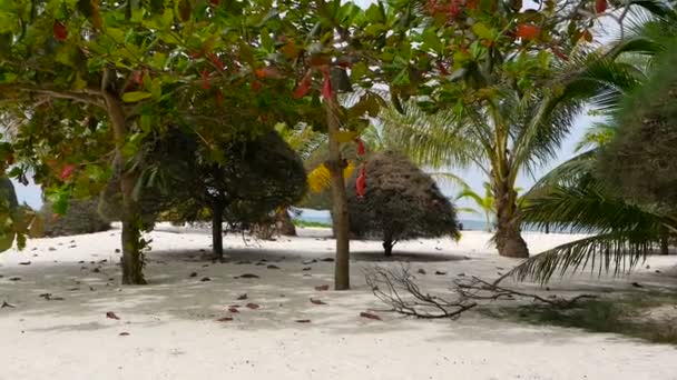 Ovanliga exotiska träd, gröna kokospalmer på perfekta vita sanden i tropiska ön Koh Phangan. Malibu Beach landskap. Idylliska solig dag, Chaloklum bay. Ett populärt resmål. Semester-konceptet — Stockvideo