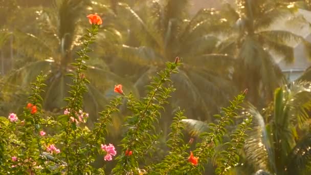 Lush tropical vegetation in sunlight. View of green blooming flowers and palm trees in bright golden sunlight