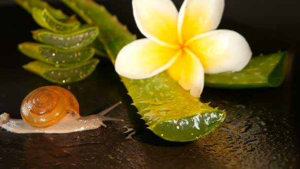 Měkkýš chůze na aloe vera listy, izolované, černé pozadí s tropické květ plumeria frangipani. Šnek sérum hydratuje kosmetické, beauty spa koncept. makro detailní, měkké zaostření. Sekrece hlenu.