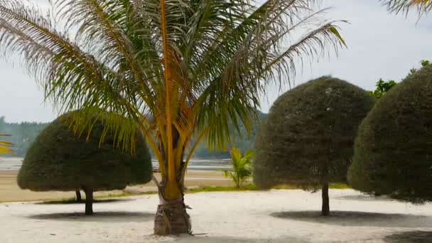 Unusual exotic trees, green coconut palms on perfect white sand of tropical Koh Phangan island. Malibu Beach landscape. Idyllic sunny day, Chaloklum bay. Popular travel destination. Vacation concept — Stock Video