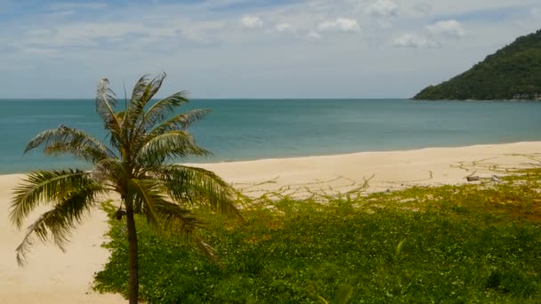 Tropical Paradise exotic white sand beach washed by blue calm sea. Sandy shore with green coconut palms under cloudy sky. idyllic landscape. holiday concept, — Stock Video