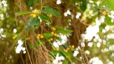 Kahverengi uzun hava kökleri büyük Hint banyan ağacı güneş ve rüzgar sarkıyordu. Yeşil sarı meyve ve bokeh, bulanık kopya alanı ile bırakır. Doğal arka plan. Tropikal orman orman