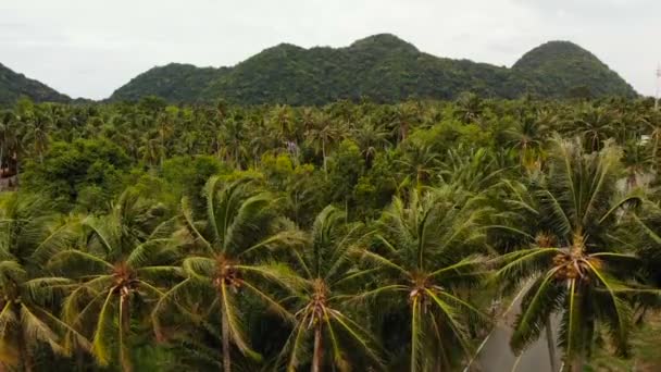 Veduta aerea drone paesaggio dell'isola, piantagioni di palme da cocco, Thailandia. Scena paradisiaca naturale idilliaca. Montagna collina, tropicale esotica giungla selvaggia foresta pluviale verde. Deforestazione danni ambientali — Video Stock